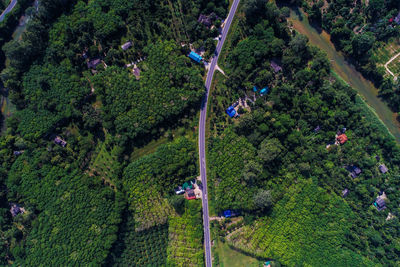 High angle view of trees growing in forest