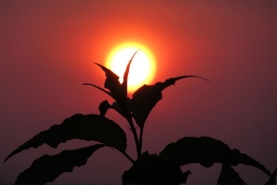 Close-up of leaves at sunset