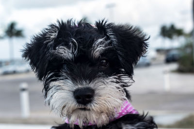 Close-up portrait of dog sticking out tongue outdoors