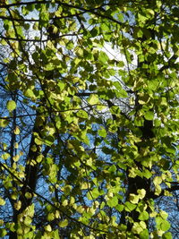 Low angle view of tree leaves in forest