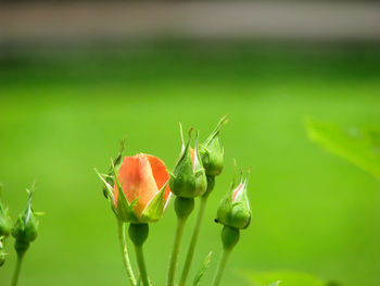 Close-up of peach colored flower bud