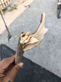 High angle view of hand holding leaf on footpath