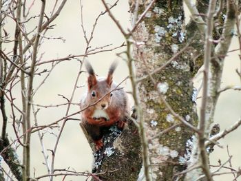 Close-up of squirrel on tree trunk