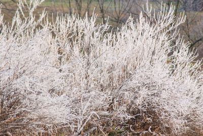 Close-up of snow on field