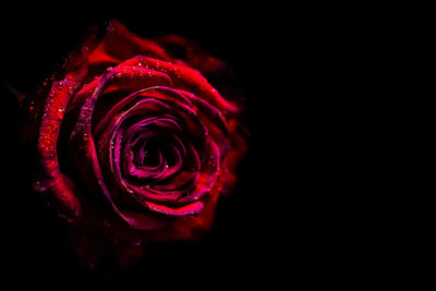 Close-up of pink rose over black background