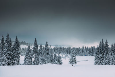 Pine trees on snow covered land against sky