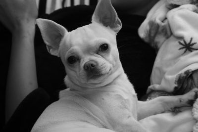 Close-up portrait of dog