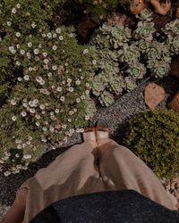 High angle view of flowering plants and trees