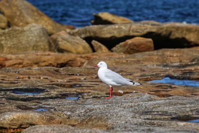 Seagull perching on rock by sea