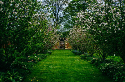 Footpath in park