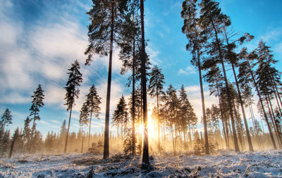 Trees in forest during winter