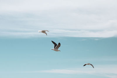 Low angle view of seagulls flying