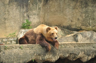 Grizzly bear relaxing at zoo