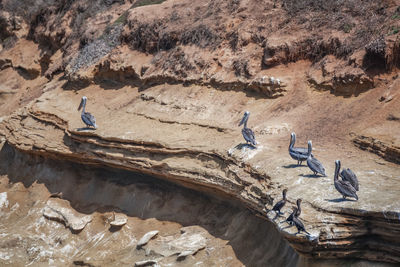 Pelicans on the rocky coastline overlooking the pacific ocean at la jolla in san diego, california