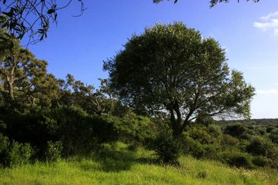 Trees on field against clear sky