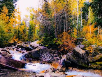 Trees by river in forest during autumn