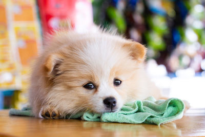 Close-up portrait of a dog