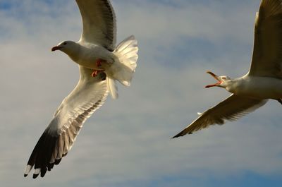 Low angle view of seagulls flying