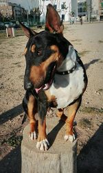 Close-up of dog standing outdoors