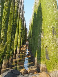 Panoramic view of trees against sky