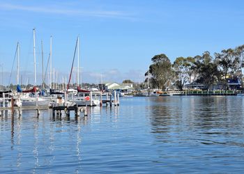 Sailboats moored in harbor against clear sky