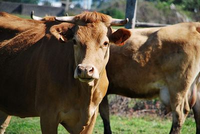 Cows standing in a field