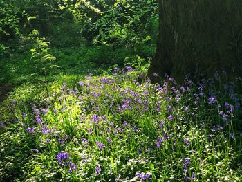 Purple flowering plants on field