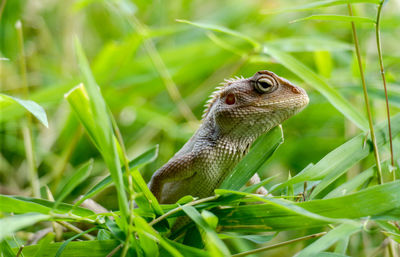 Close-up of a lizard on grass