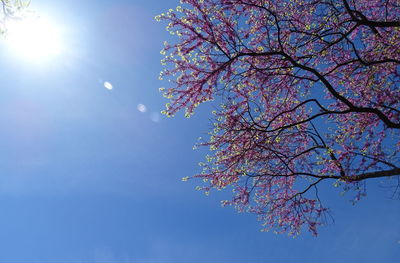 Low angle view of cherry blossoms in spring against blue sky