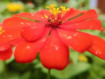 Close-up of red flowering plant