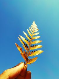 Close-up of hand holding plant against clear blue sky