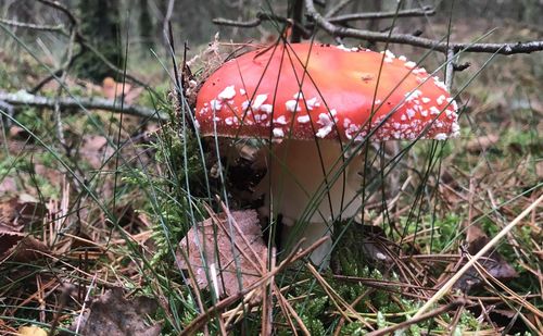 Close-up of mushroom growing on field