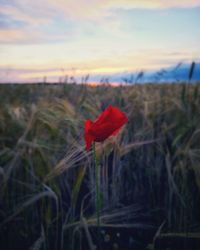 Close-up of red poppy flower on field