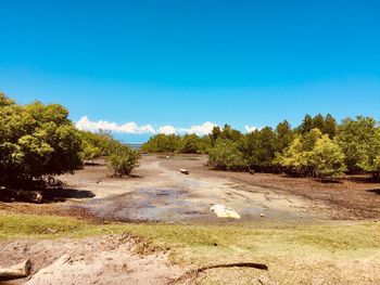 Road amidst trees against clear blue sky