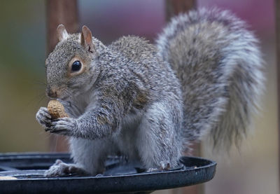 Close-up of squirrel