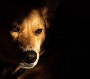 Close-up portrait of dog