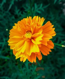 Close-up of yellow flower blooming outdoors