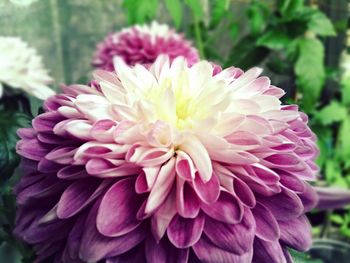 Close-up of pink dahlia blooming outdoors