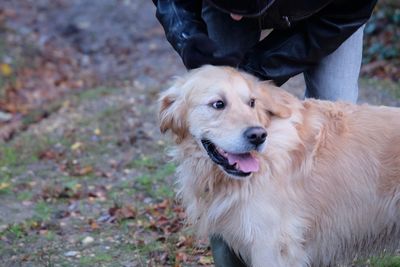 Close-up of dog on field