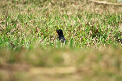 Bird perching on field