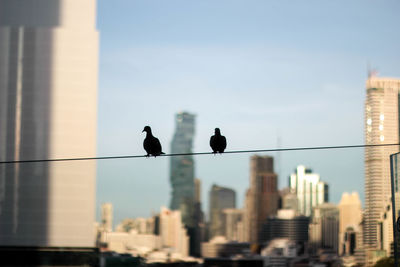 Birds perching on a city