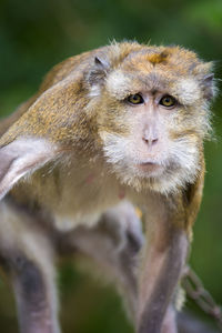 Portrait of monkey