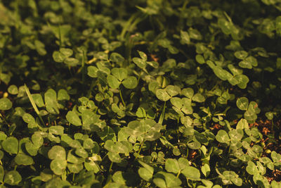 High angle view of leaves floating on water