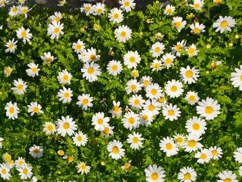 High angle view of white daisy flowers on field