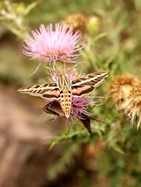 Close-up of butterfly pollinating on flower