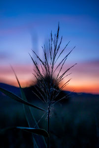 Close-up of silhouette plant on field against sky at sunset