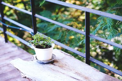 Close-up of potted plant on table