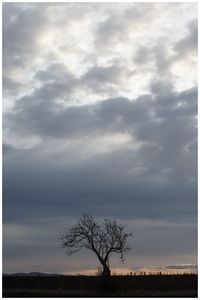 Silhouette bare tree on field against sky