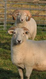 Portrait of sheep on field