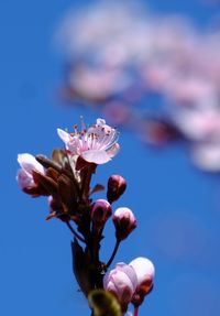 Close-up of plum blossom against blue sky